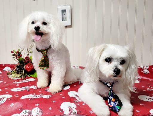 Hairloom Mobile Pet Spa - Thumbnail