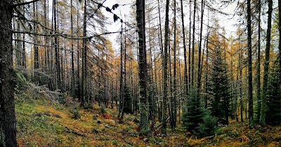 Bosco delle Navette