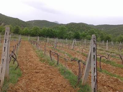 Photos of Vreshti i Pashait