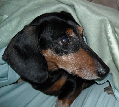 Photos of VCA Highlands Animal Hospital