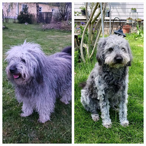 Hundesalon DoggyStyle Schremser Str. 29, 3902 Vitis, Österreich