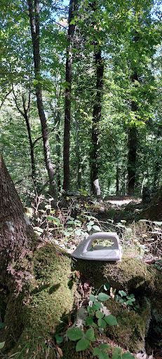 Bosco di San Marco In Lamis - Thumbnail