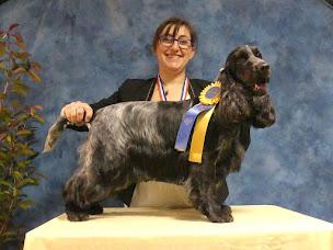 Photo n°6 de Cabotin Toilettage à Coutras (Magasin d'articles pour animaux)