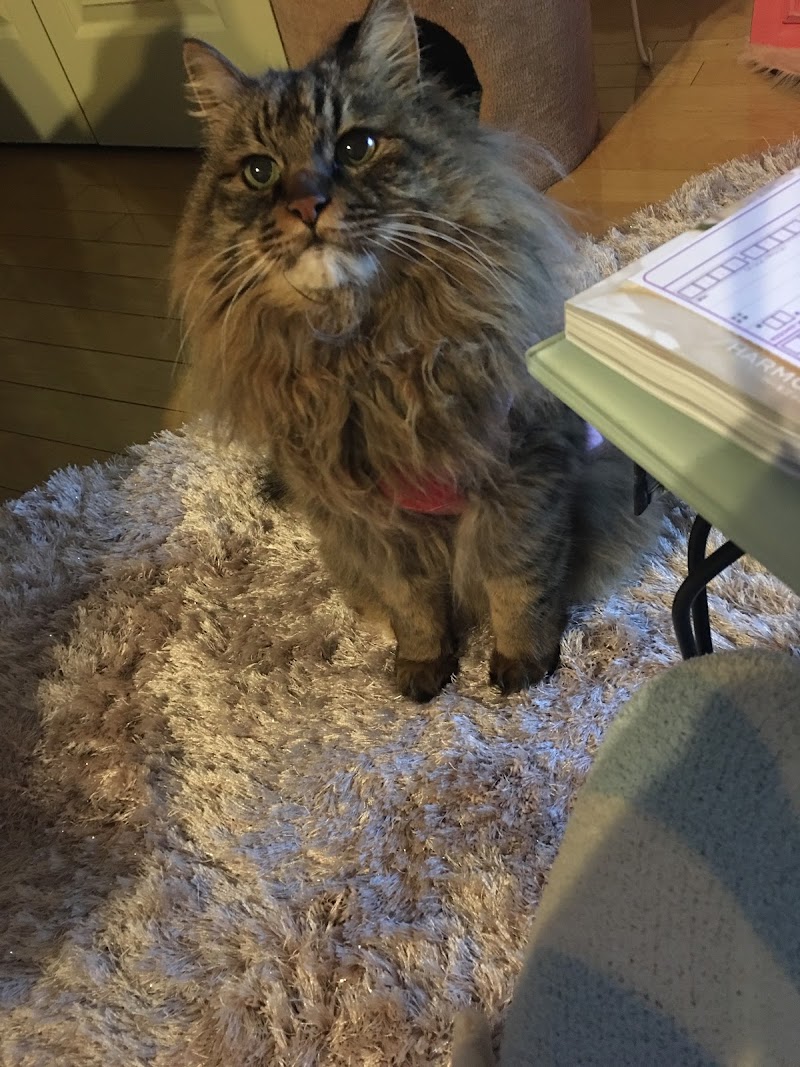 わんちゃんのためのプライベートサロンMADAME MACARON