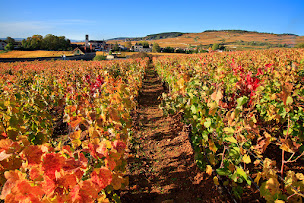 Photo n°2 de Earl Pillot-henry à Comblanchien (Cave à vins)