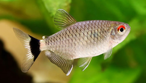 El Pez De Panchito Mascotas Acuáticas - Thumbnail