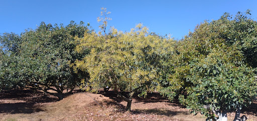 Huerta El Conejo