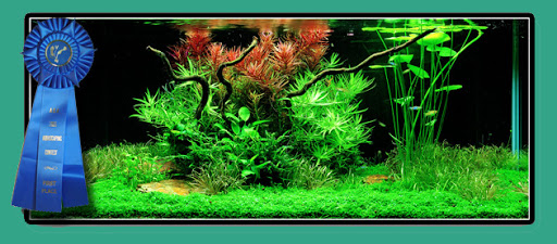 Aqualina - Visual