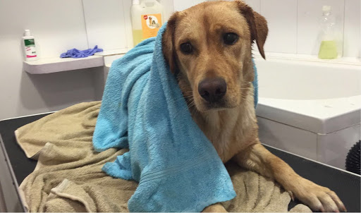 Clínica Veterinaria Talismán