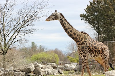 Giraffe House