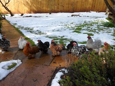 Fresh Eggs For Sale