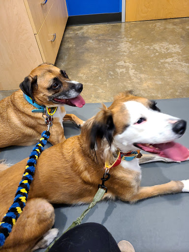Premier Vet Care Animal Clinic - Thumbnail