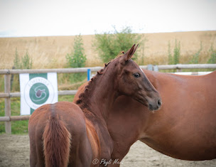 Photo n°17 de Ecurie Du Soret à Juville (Écurie)