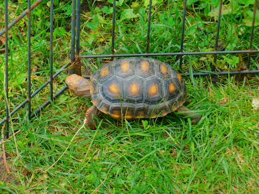 Saunders Country Critters Zoological Sanctuary & Garden Center - Thumbnail