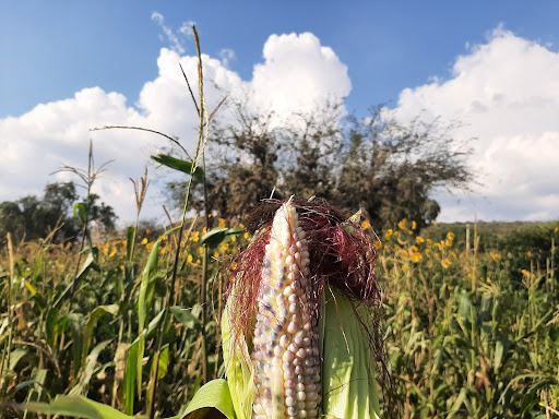 Finca Severiana - Thumbnail