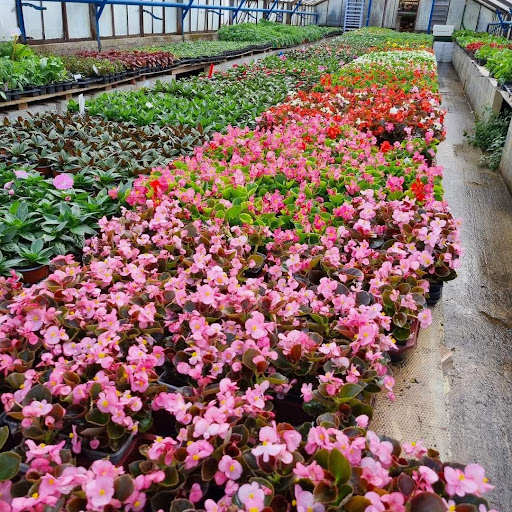 Burg Sandrine Horticulture - Thumbnail