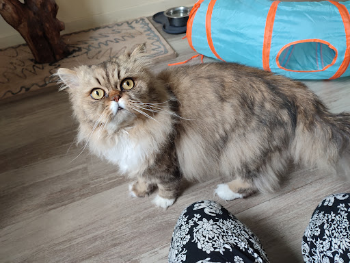 Photo de La maison de Savenol à Meslan (56320)