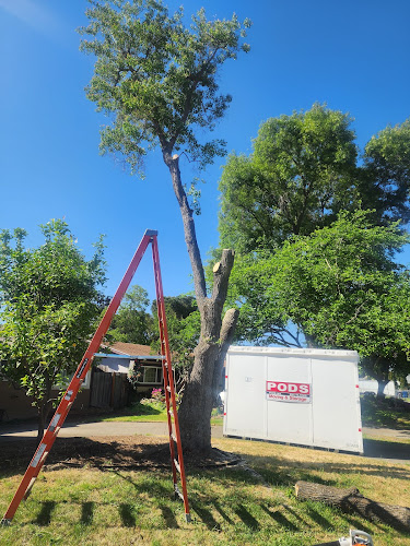 Above It All Tree Care