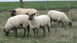 Photo n°3 de Magali Hersant (porcs de Bayeux, et mouton bleu du Maine) à Vaiges (Ferme)