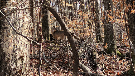 Hemlock Bluffs Nature Preserve - Thumbnail