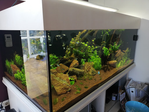 Tropic Aquarienservice Anlagenbau und Pflege für Süsswasser- und Meerwasseraquaristik - Thumbnail