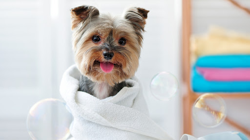 Bless Pet Salon - Visual