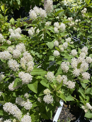 Behmerwald Nursery - Thumbnail