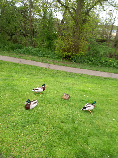 Demesne Mill Picnic Area Gallery - United Kingdom