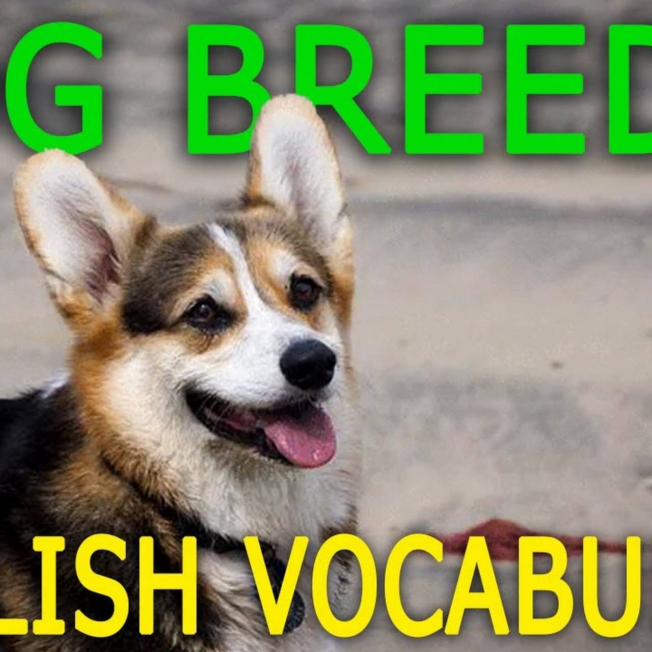 ドルフィンイングリッシュ富山 富山市 英会話 英語 マンツーマン レッスン