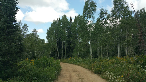 Cache National Forest - Visual