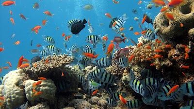 Photos of Mermaid Dive Center Aruba