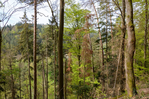 Wald zwischen Dillweißenstein und Huchenfeld - Thumbnail