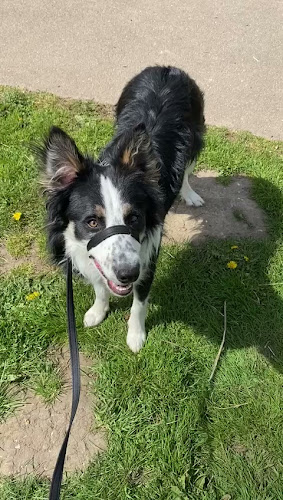 We Love Pets Norwich - Home Boarding, Pet & House Sitters, Dog Walkers, Pet Visiting Services - Norwich