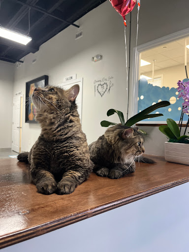 Pet Cute - Visual