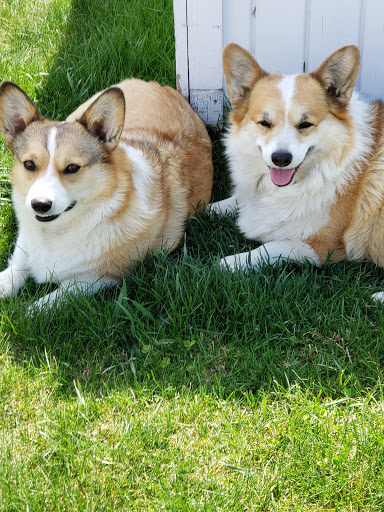 Osage Veterinary Clinic PC - Thumbnail