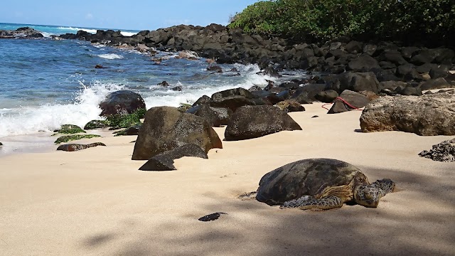 Laniakea Beach