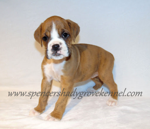 Spencers Shady Grove Kennel - Thumbnail