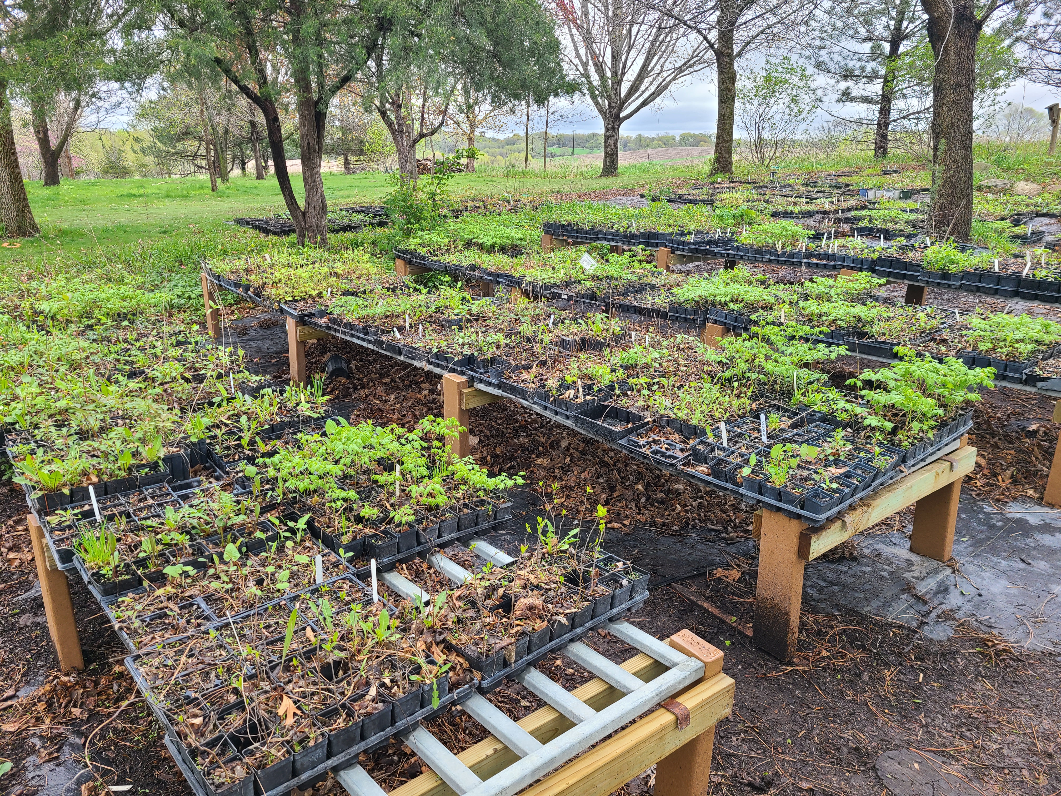 BluPrairie Native Plant Nursery