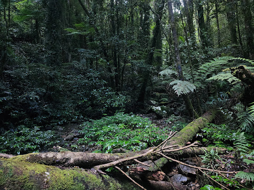 Red Cedar Falls walking track Gallery - Australia