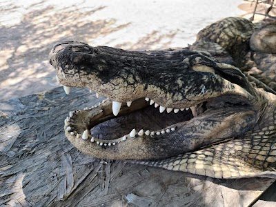 Colorado Gators Reptile Park