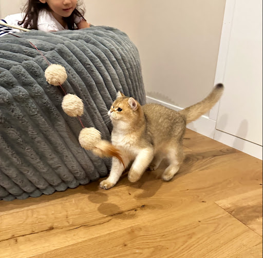 Fluffy and Adorable Corp Gallery - United States