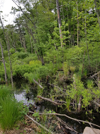 Pingree Woodland - Thumbnail