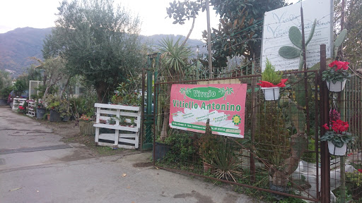 Vivaio Vitiello