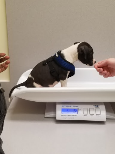 ADVANCED VETERINARY CARE CLINIC - Thumbnail