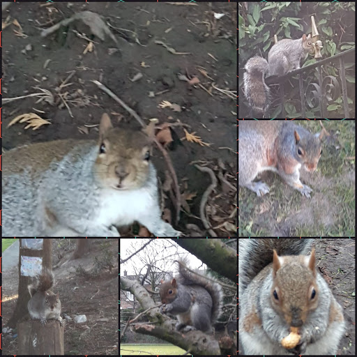 Squirrel force headquarters - Visual