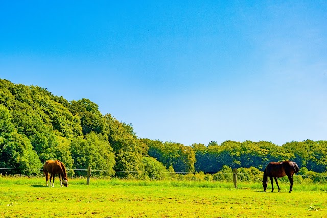 Parc national du Harz