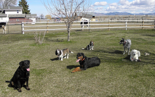 Clark's Canine Camp