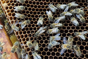 Photo n°6 de Miel | Le Jardin de Théo et Lise à Réaux sur Trèfle (Miellerie)