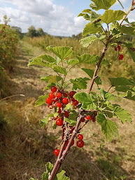 Photo n°5 de Cueillette & magasin Le Chêne & La Chouette à Baulon (Magasin bio)