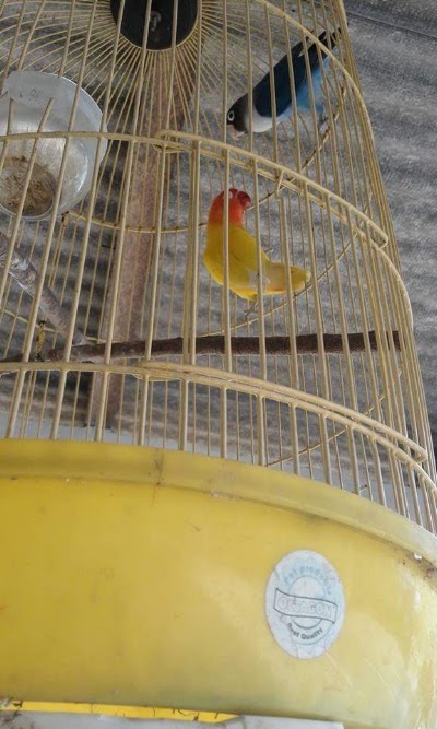 pet-store